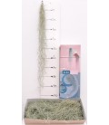 Tillansia Usneoides 90 cm