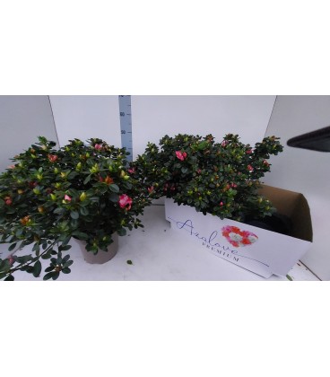 Azalée Sachsenster Ø 17 