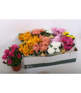 Chrysantheme Mix pot  de 12 CM