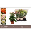 Kalanchoe mix Ø 14