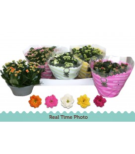 Kalanchoe coupe 23 cm diff coul