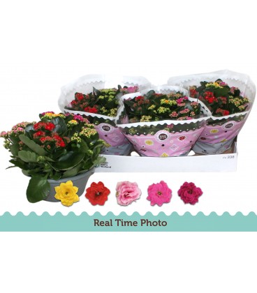Kalanchoe coupe de 23 carnaval