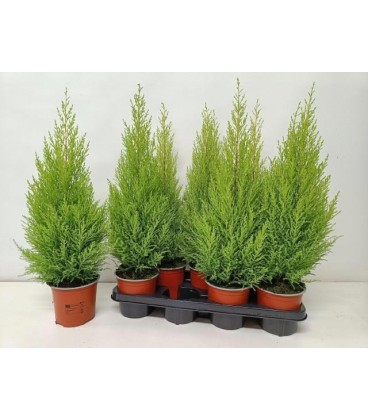 Gold crest Wilma Ø 14 