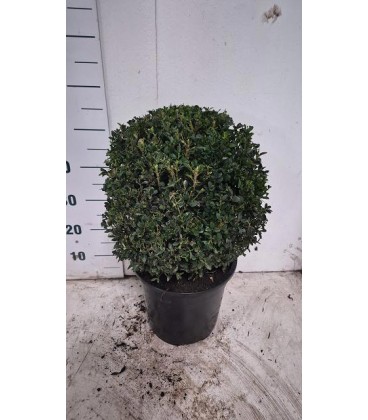 Buis pot de 29 H 60 cm