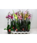 Phalaenopsis Ø12 h 70 mix 2 b