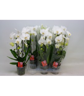 Phalaenopsis Cascade blanc Ø12 H 45