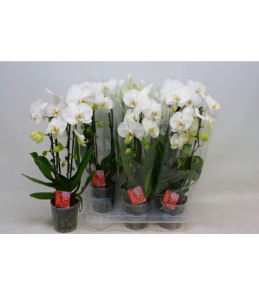 Phalaenopsis Cascade pot 12 2 br 