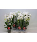 Phalaenopsis Cascade blanc Ø12 H 45