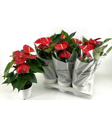 Anthurium Minnesota Ø 17