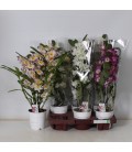 Dendrobium Ø12 H 50