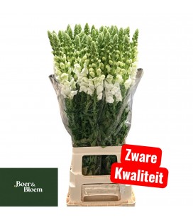 Muflier Potomac Blanc 80 cm