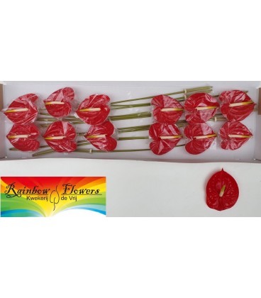 Anthurium Tropical x 12