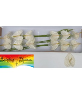 Anthurium Moments x12