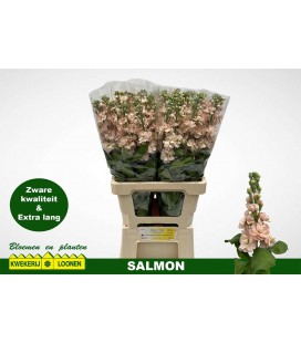 Giroflée Milla Saumon 65 cm