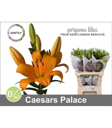 Lys Caesars Palace 90 cm