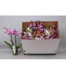 Phalaenopsis MF Ø12 h 50 mix 3b