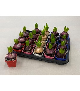 Jacinthe mix 4 coul Ø 07 x 20