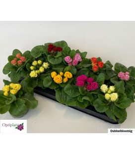 Primevere acaulis mix pot de 10.5