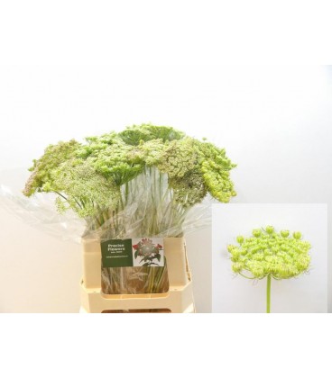 Dille Green mist 60 cm