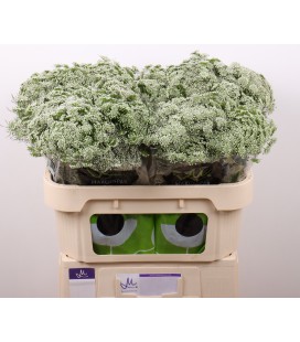 Dille Green Mist 70 cm