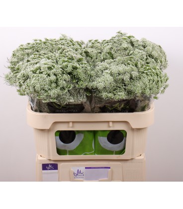 Dill vis Green Mist 65 cm