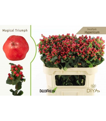 Hypericum Mag triumph 70 cm