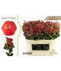 Hypericum Mag triumph 70 cm