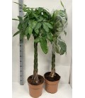 Pachira pot de 30 h 140 cm