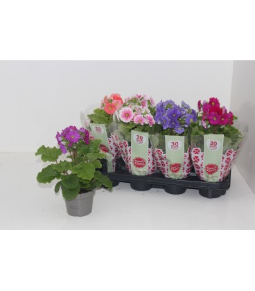 Primevere Obconica Blanche Ø 12