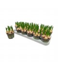 Muscari White Magic pot de 09