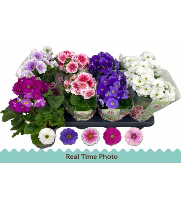 Primevère Obconica Pot de 12