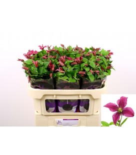 Clematite Amazing Kyiv 70 cm