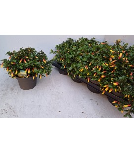 Jacobinia Ø 13 h 27