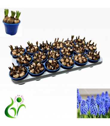 Muscarie Bleu Pot de 9