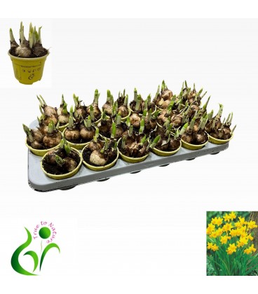 Narcis tete a tete pot de 9