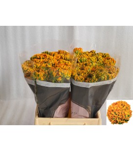 Renoncule Ponpon Merlino 45 cm