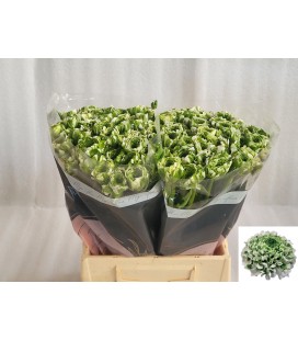 Renoncule Pompom Igloo