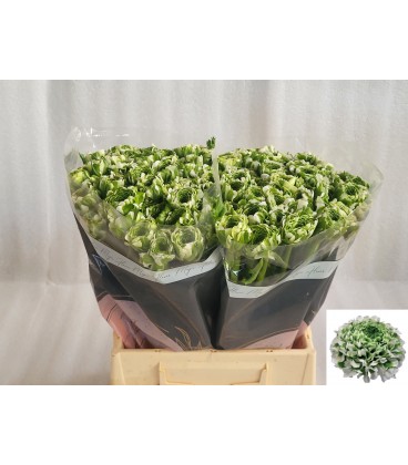 Renoncule Pompom Igloo