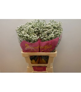 Limonium Sin China White 60 cm
