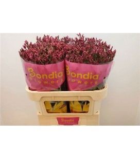Limonium scarlet diamond 70 cm