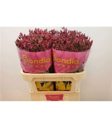 Limonium scarlette diamond 60 cm