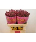 Limonium scarlet diamond 70 cm