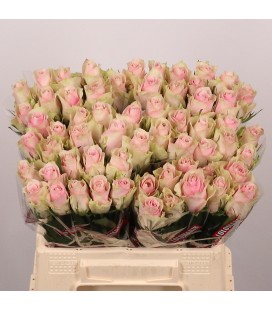 Rose Pink Athena 40 cm