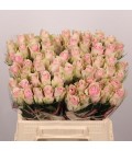 Rose Pink Athena 40 cm