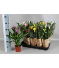 Calla mix pot de 12