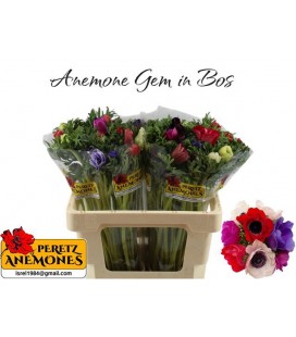 Anemone mix dans la botte 55 cm