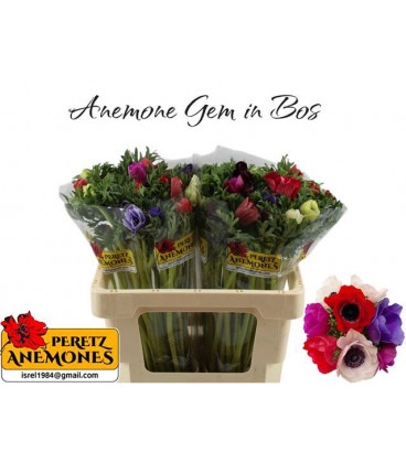 Anemone mix dans la botte