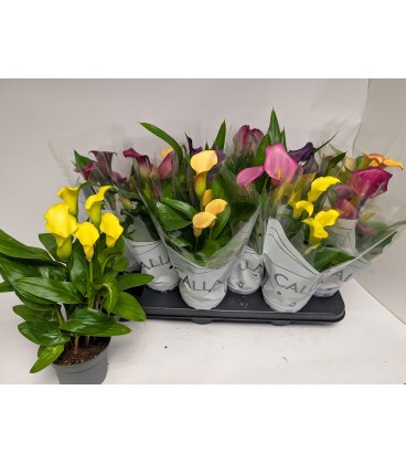 Calla mix pot de10.5