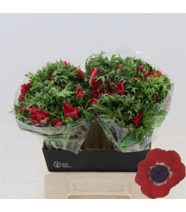 Anemone Galil rouge 40 cm