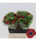 Anemone Galil rouge 40 cm
